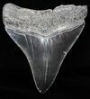 Juvenile Megalodon Tooth - Serrated Blade #58078-2